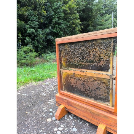 Explora la Colmena Viva | Mieles Patagónicas